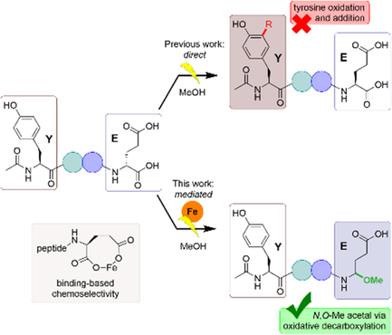 TOC graphic for " An Alternative Mechanistic Paradigm for the Electrochemical C-Terminal Decarboxylation of Peptides"