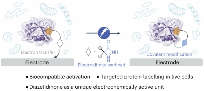 TOC graphic for "An electroaffinity labelling platform for chemoproteomic-based target identification"